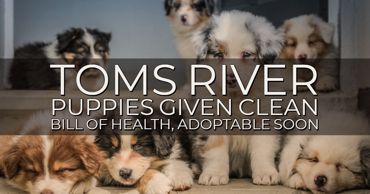 TOMS RIVER: Quarantined Puppies Adoptable Soon!