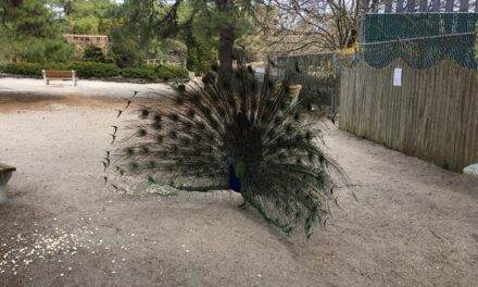 STR: Peacocks On The Loose!